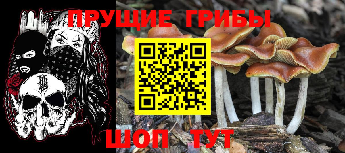 Псилоцибиновые грибы GOLDEN TEACHER  Надым 